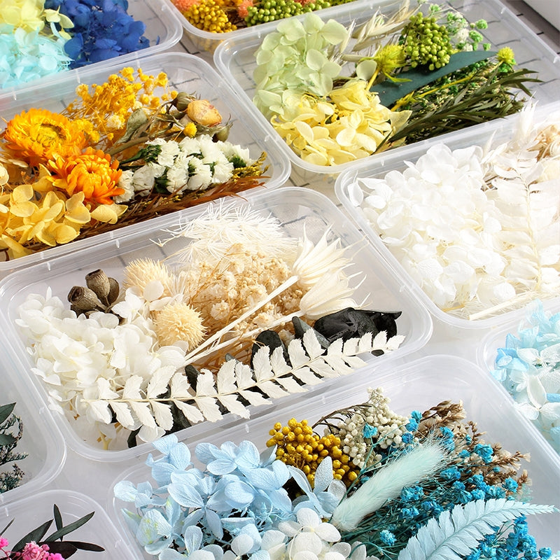 Paquete de Materiales Florales Preservados en Caja de Flores Reales Secadas al Aire c