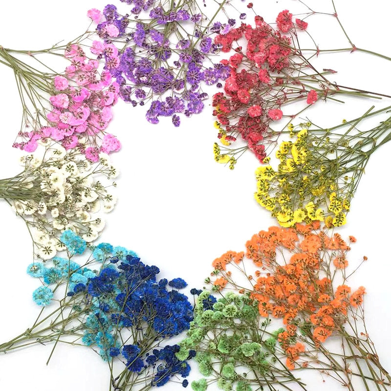 Material para Flores Secas DIY de Gypsophila Pack a