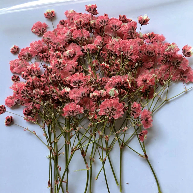 Paquete de Material de Flores Secas DIY Aliento de Bebé b
