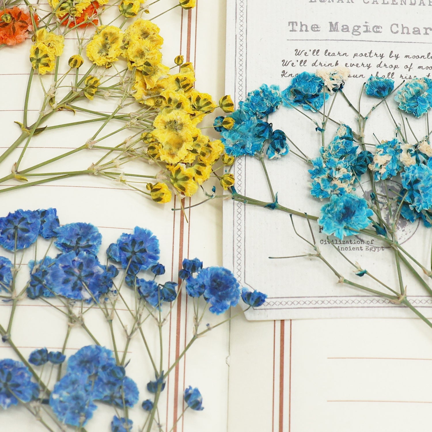 Paquete de Material de Flores Secas DIY Gypsophila 5