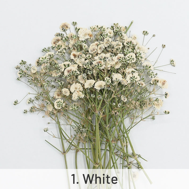 Paquete de Material de Flores Secas DIY Respiración del Bebé sku-1