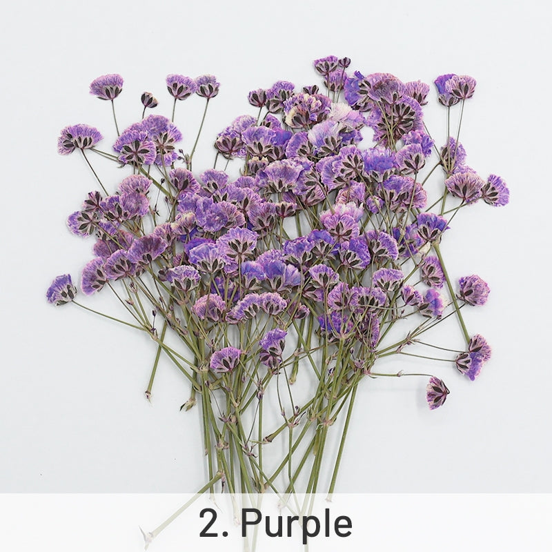 Paquete de Material de Flores Secas DIY de Respiración del Bebé sku-2