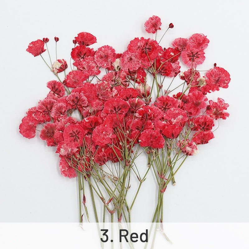 Paquete de Material de Flores Secas DIY Respiración del Bebé sku-3