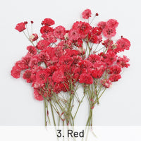3. Rojo